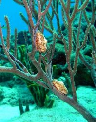 Flamingo Tongues on coral.
Cozumel by Dave Breckenridge 